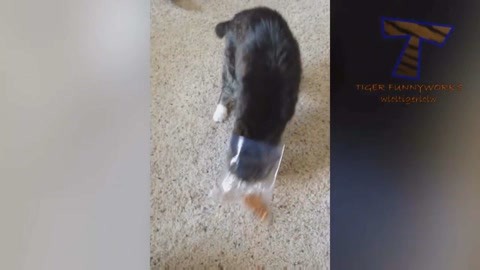 墨玉太极 视频海报