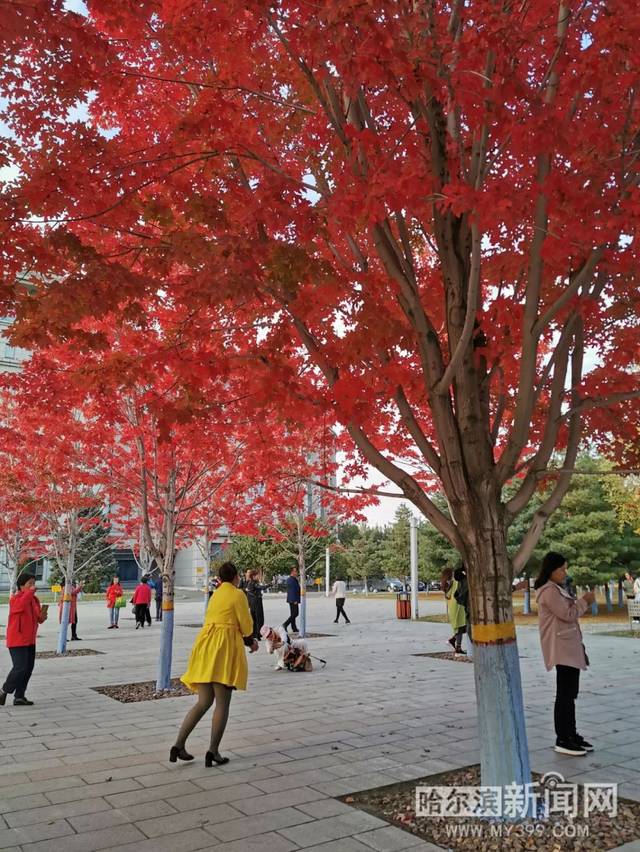 假戏真作 视频缩略图