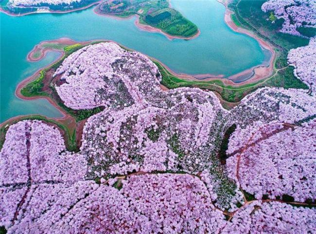 偷狗的完美方法 视频缩略图