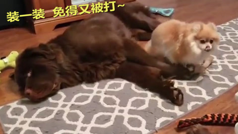 侏罗纪公园3 视频缩略图