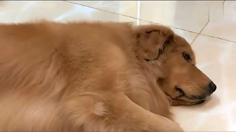 他的三个女儿 视频海报