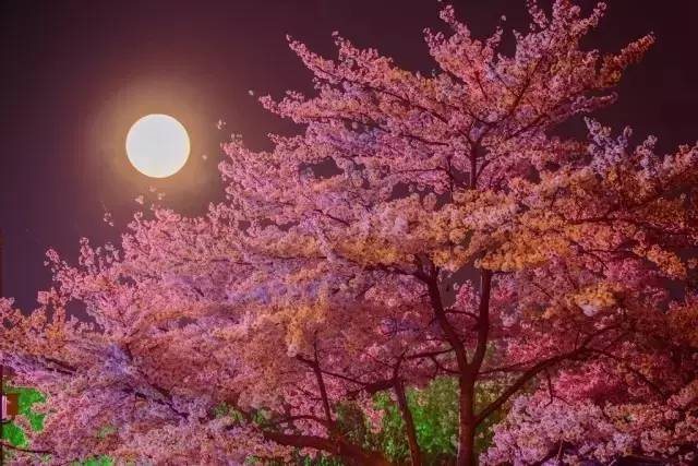 凯萨里 视频海报