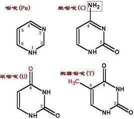 伪恋2018 视频缩略图