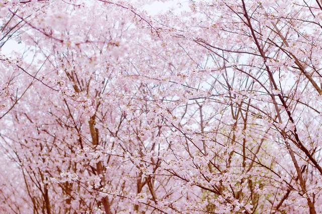 佩尔德利 视频海报