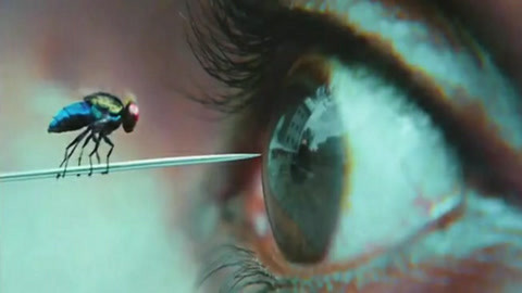 偷狗的完美方法 视频海报