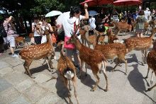 保姆的黑皮书 视频缩略图