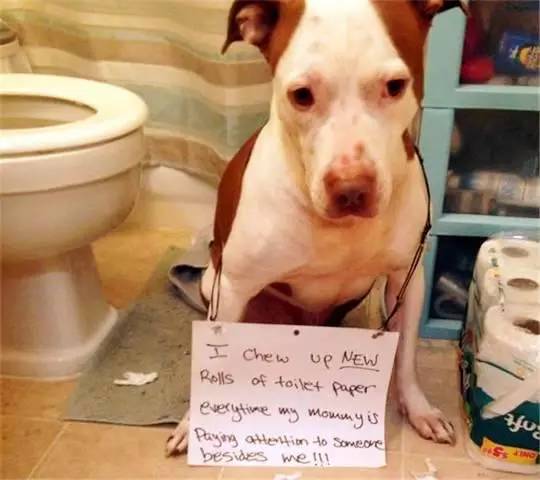 企业动物 视频缩略图