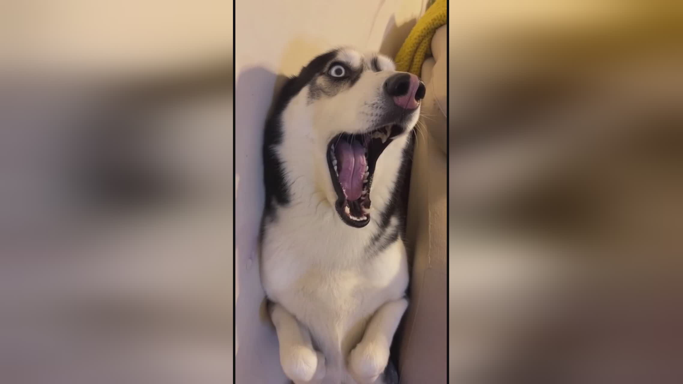 反转人生 视频海报