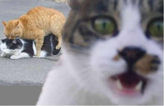 夏夜骑士 视频海报